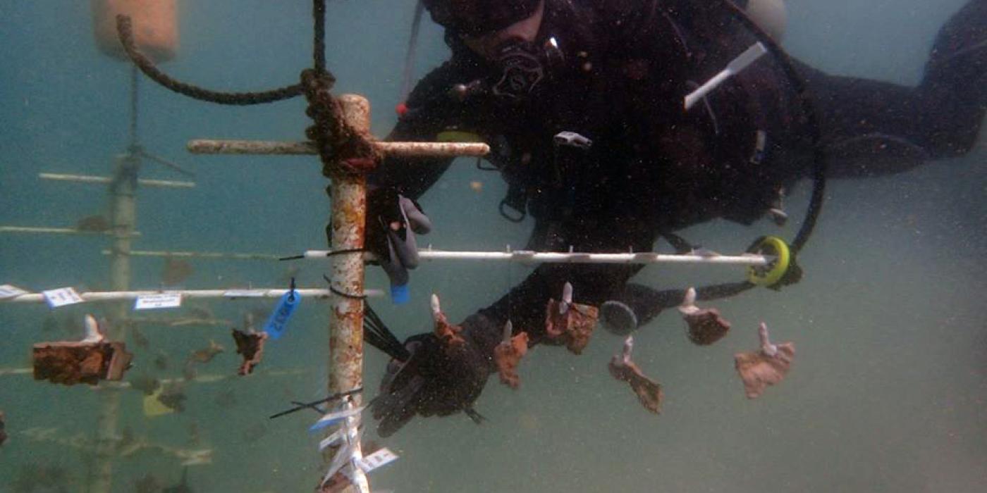 Suspended from a “tree” above the sea floor, these corals are teaching Smithsonian Conservation Biology Institute scientist Mike Henley whether corals grown in warmer waters fare better than their cold-water counterparts.