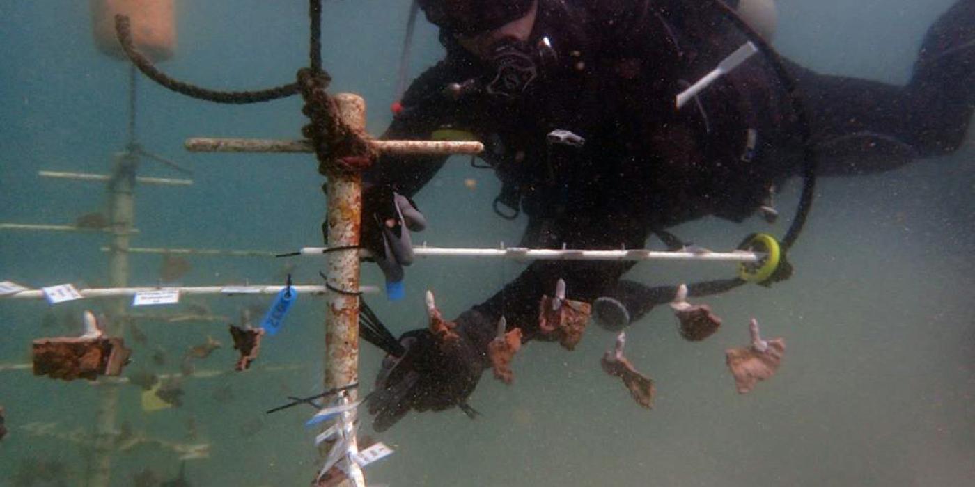 Suspended from a “tree” above the sea floor, these corals are teaching Smithsonian Conservation Biology Institute scientist Mike Henley whether corals grown in warmer waters fare better than their cold-water counterparts. 