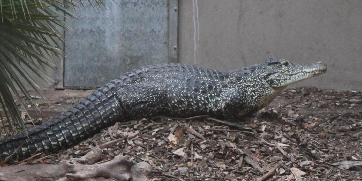 Cuban Crocodile on a nest