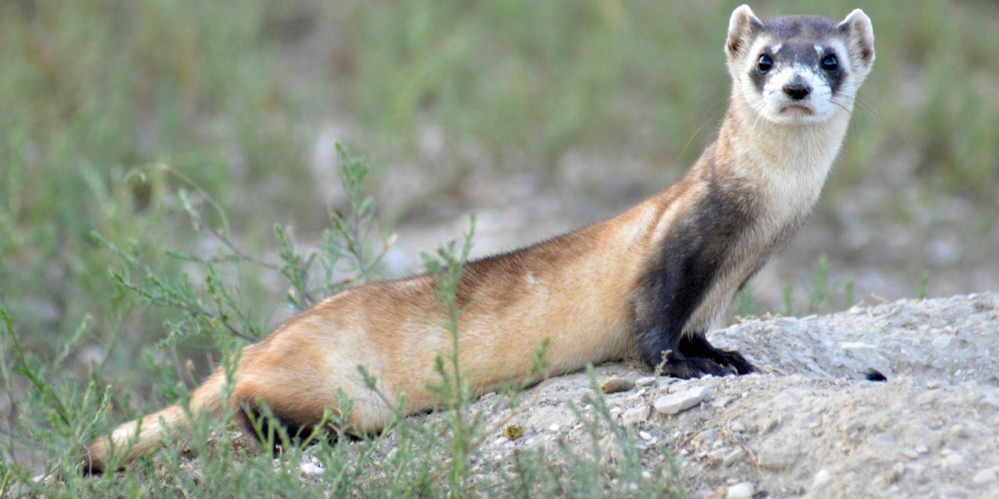 Black-footed ferret