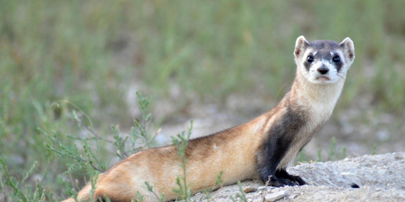 Black-footed ferret released to the wild. 