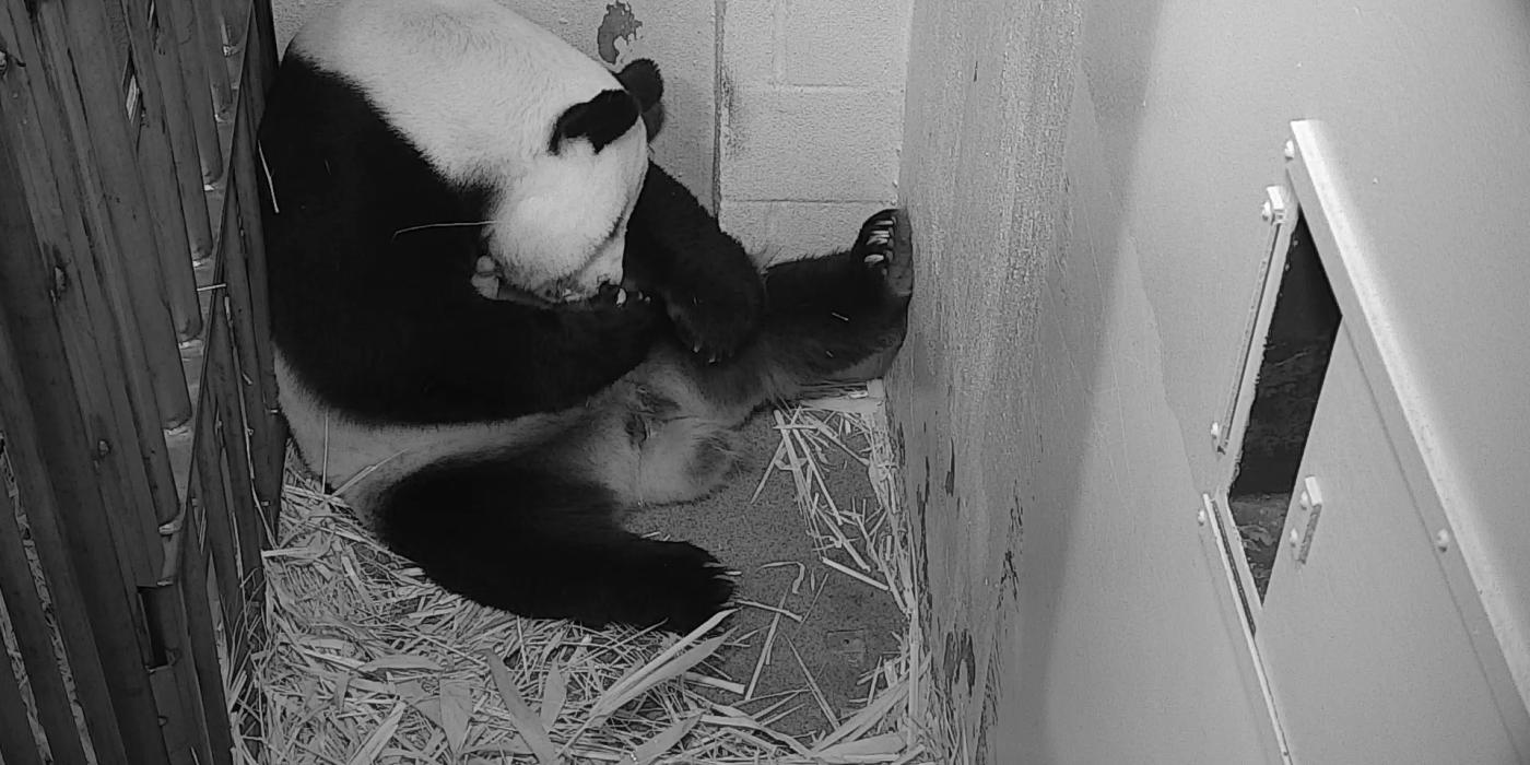 Giant Panda Mei Xiang rests with her tiny, newborn cub in her den at the Smithsonian's National Zoo's Giant Panda House