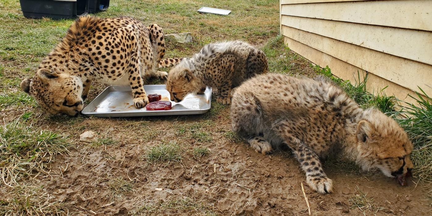 Cheetah Amani crouches over a metal tray with one of her 4-month-old cubs. Amani appears to be sniffing the side of the tray while the cub inspects a bloodsicle on the tray. Amani's other cub is to the right of the tray, eating a small piece of the treat