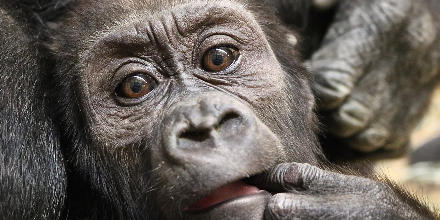 Moke, the Zoo's 9-month-old western lowland gorilla at the Great Ape House.