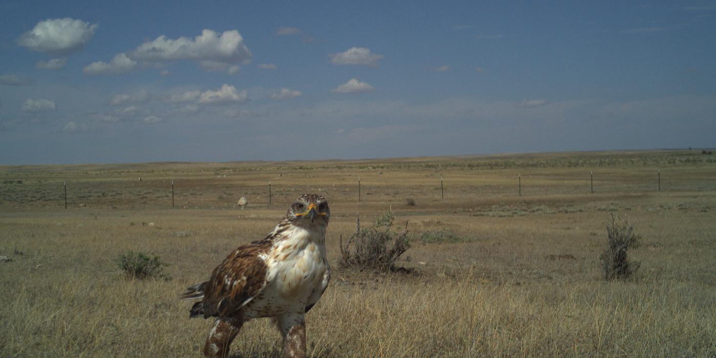 Camera trap photo of a bird on the American Prairie Reserve in Montana. 