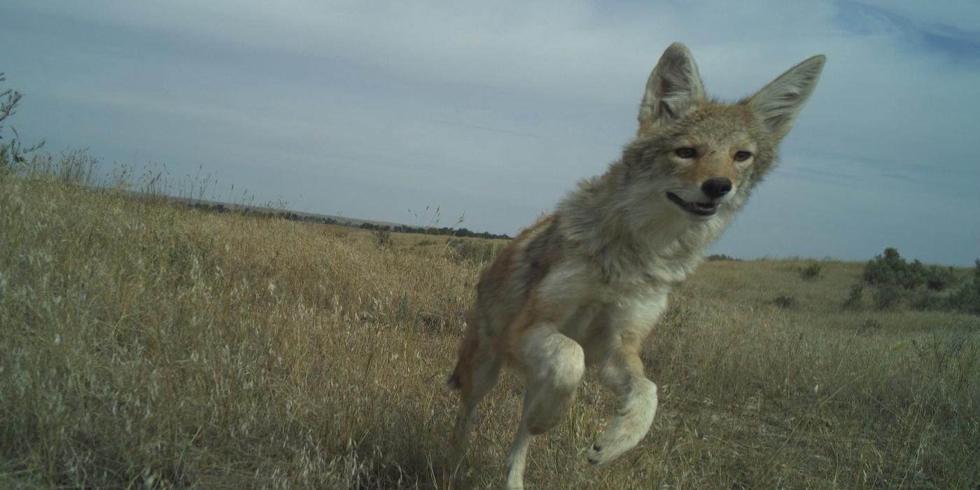 Camera trap of a coyote at the American Prairie Reserve in Montana. 