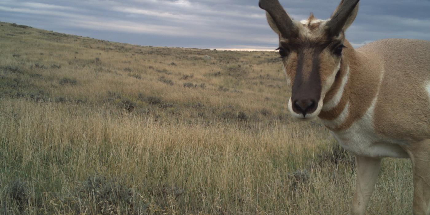 Camera trap photo of an antelope at American Prairie Reserve in Montana. 