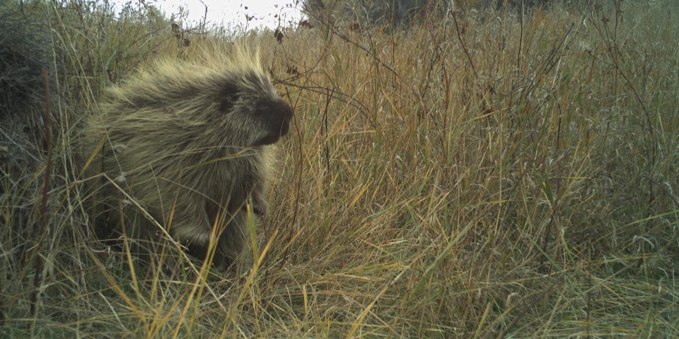 Camera trap photo of a North American porcupine on the American Prairie Reserve in Montana. 