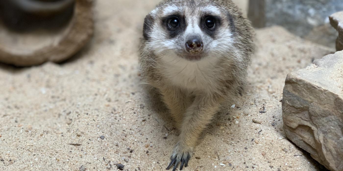 Meerkat Dogo rests in the sand of his habitat in the Small Mammal House. 