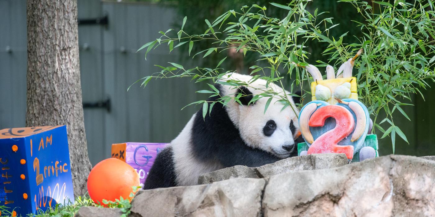 The Smithsonian’s National Zoo and Conservation Biology Institute celebrated giant panda cub Xiao Qi Ji’s (SHIAU-chi-ji) second birthday on Saturday, Aug. 21. Giant panda cub Xiao Qi Ji approaches an ice cake with a giant red 2 in front and bamboo coming out the back. The cake is sitting in the outdoor yard on a rock formation. Xiao Qi Ji's nose is inches away from the cake. There are decorated boxes behind him