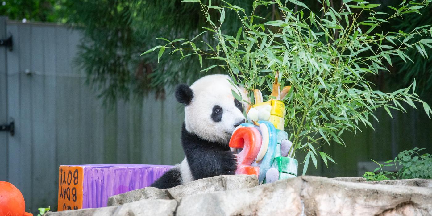 Xiao Qi Ji celebrated the special occasion with a festive fruitsicle cake, lovingly created by our Department of Nutrition Sciences team. They adorned the three-tiered treat with a giant “2" and some of his favorite foods, including apples, pears, bananas, sugar cane, sweet potato and bamboo. Giant Panda cub Xiao Qi Ji sticks his nose in his 2nd birthday ice cake on the rock formation in the front of an outdoor yard. The cake has a red 2 on the front and various colors on the side. Bamboo sticks out the top and back of the ice cake.