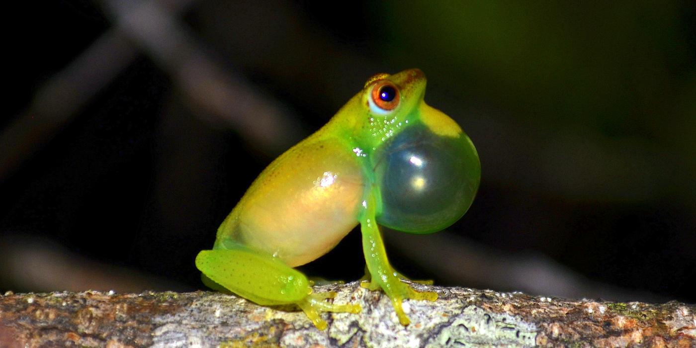 One of the frog species, the fantastic reed frog (Hyperolius phantasticus), collected in a national park in Gabon.