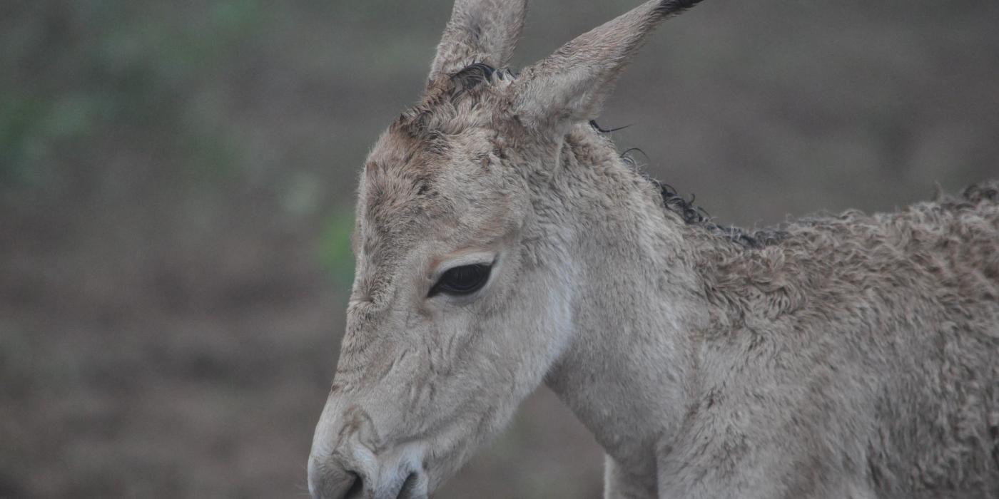 Persian onager calf born in 2015. 