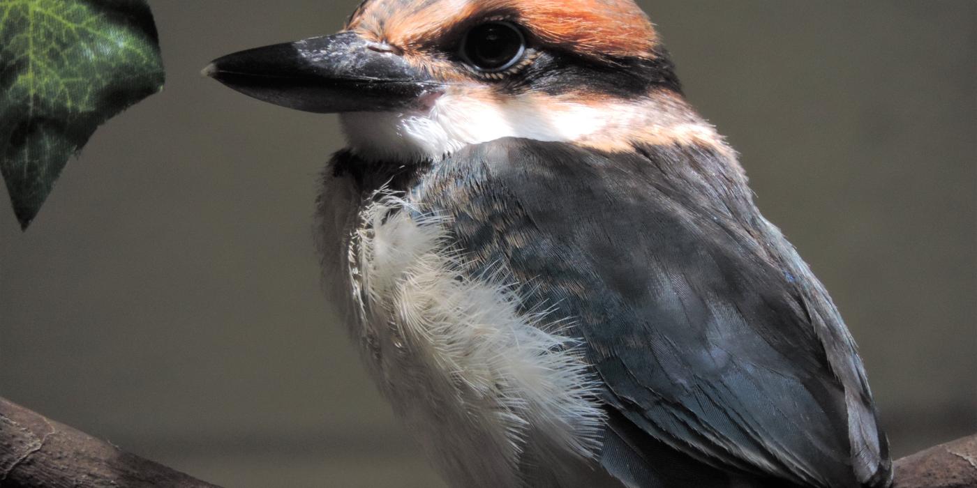 A 41-day-old female Guam kingfisher chick perched on a branch. She is small with a wide, flattened beak, orange and blue feathers, and a "mask" of dark feathers around her eyes