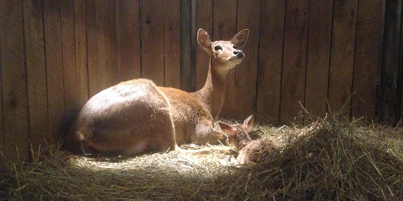 Mother and baby eld's deer sitting in hay inside a barn