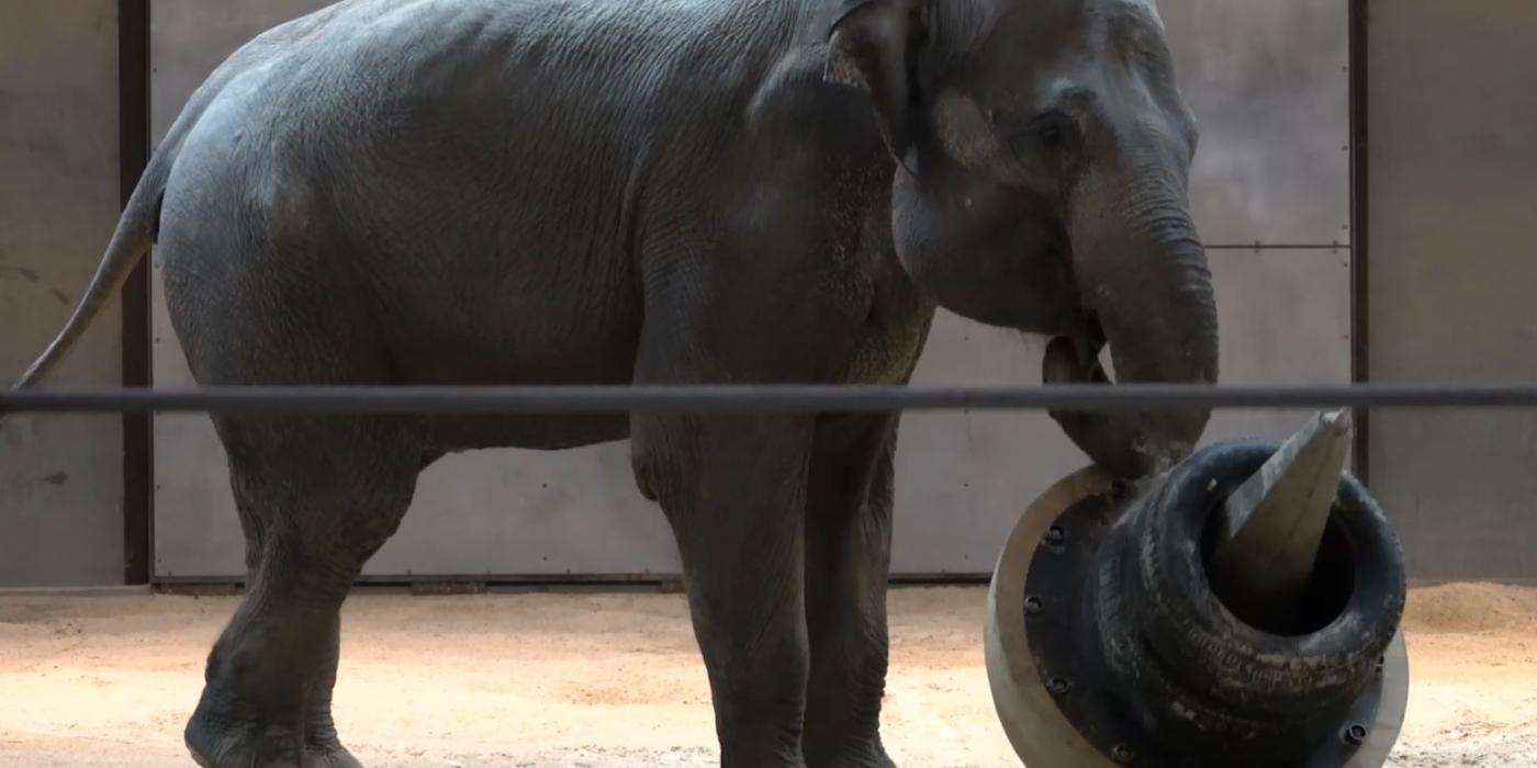 Asian Elephant Swarna plays with an enrichment object