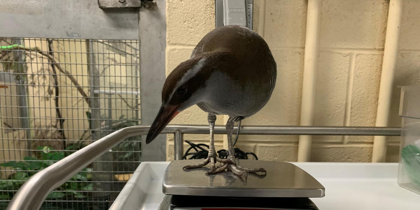 A Guam rail (bird) stands on a small scale to be weighed