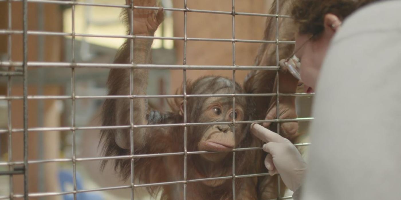 Bornean orangutan Redd presents his ear to primate keeper Erin Stromberg during husbandry training sessions. 