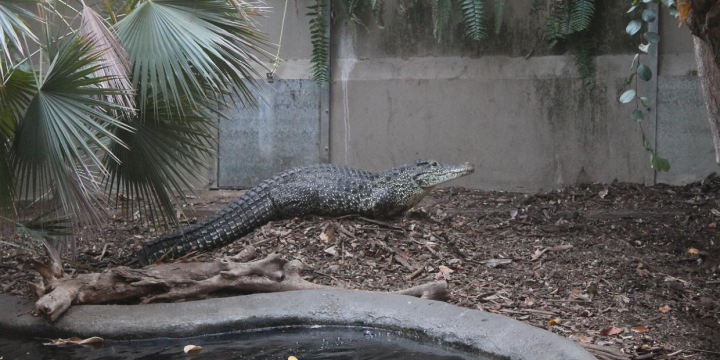 Cuban crocodile nesting 