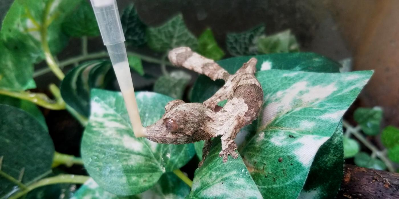 A baby leaf-tailed gecko sitting on a leaf laps up medicine from a syringe with its tongue