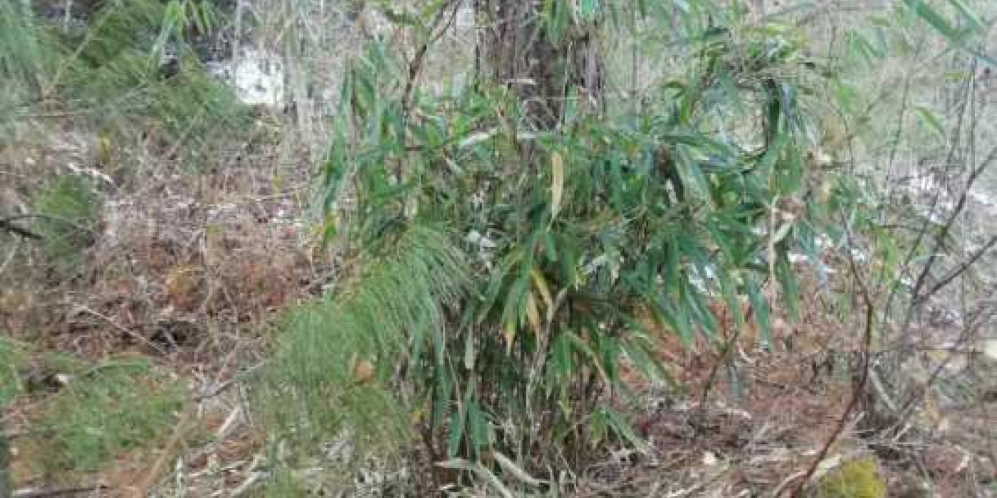 Poop from a wild giant panda found in a bamboo restoration plot in Guanyinshan Nature Reserve 