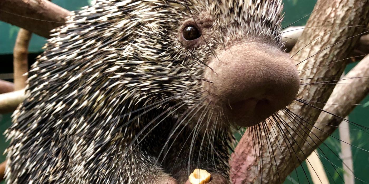 Prehensile-tailed porcupine Quillbur at the Small Mammal House. 