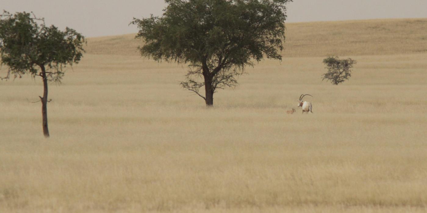Wild-born scimitar-horned oryx calf and mother in Chad 