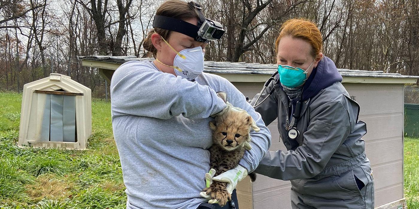 a female veterinarian holds a stethoscope to a cheetah cub while an animal keeper holds the cub