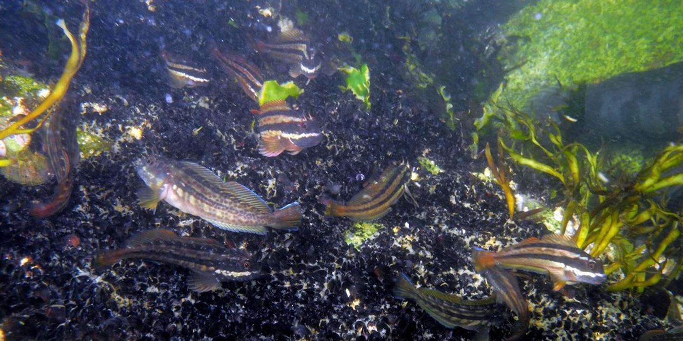 Fish living within the artificial reef