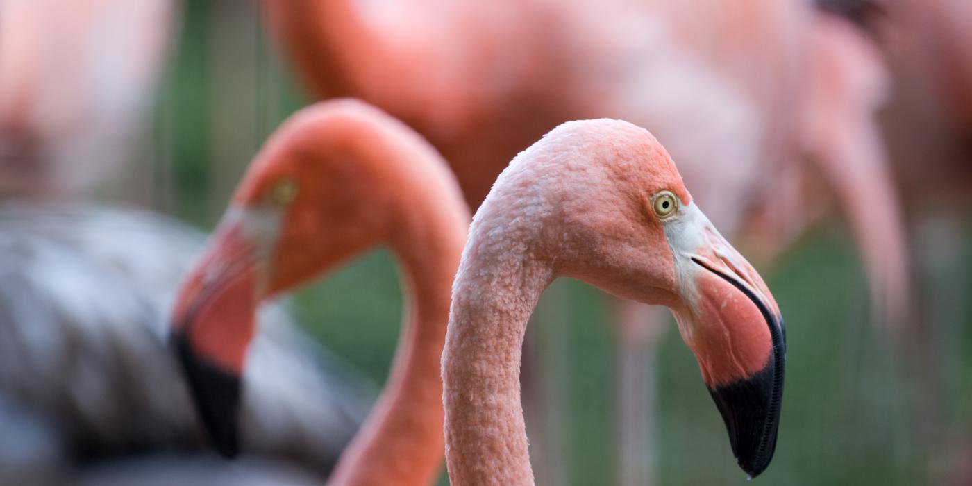 https://nationalzoo.si.edu/sites/default/files/styles/wide/public/newsroom/flamingo-beauty-shot-20090901-052mm.jpg?itok=8XDccH6t