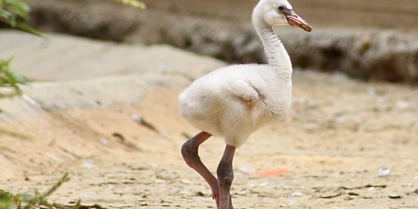 Flamingo chicks hatched at the Bird House in July 2020