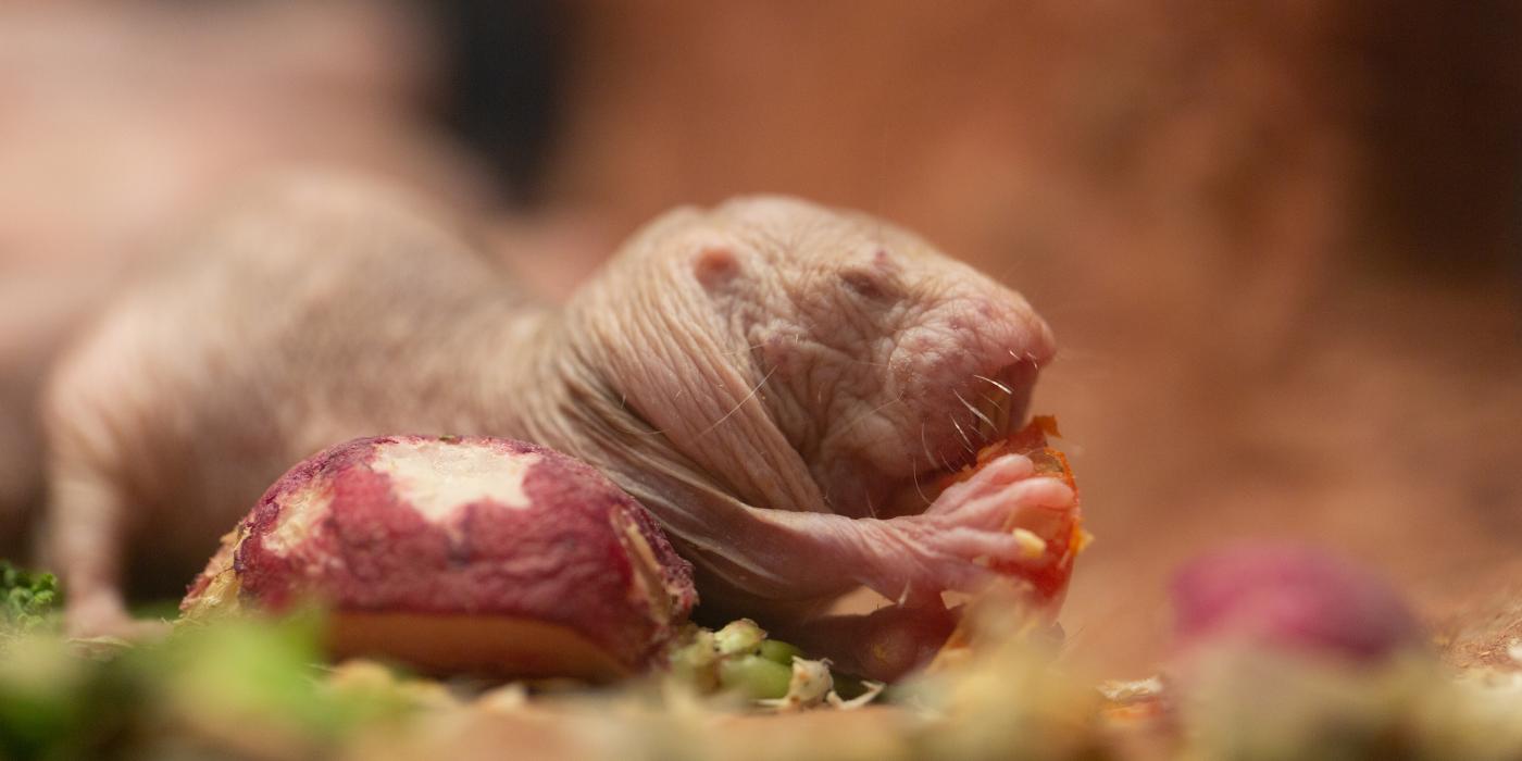 A nearly hairless rodent, called a naked mole-rat, eating a piece of tomato