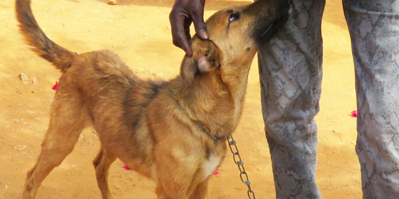 A dog with a chain collar and leash stands beside a person's legs. The person is petting the dog's head.