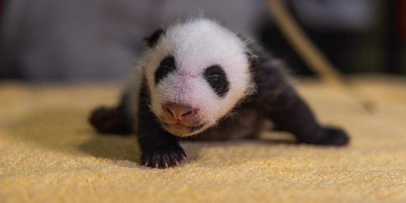 A 6-week-old giant panda cub with black-and-white markings, small claws and a light layer of fur rests on a yellow towel