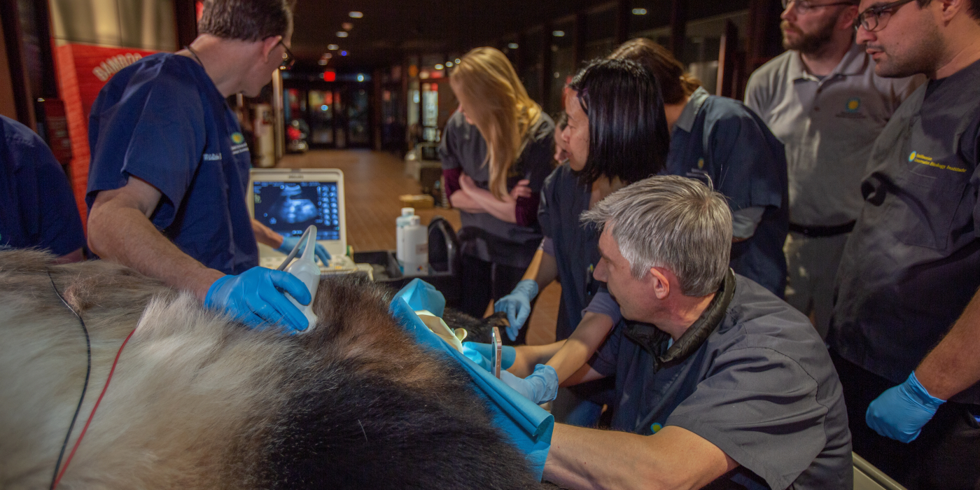 Scientists and animal keepers artificially inseminate giant panda Mei Xiang