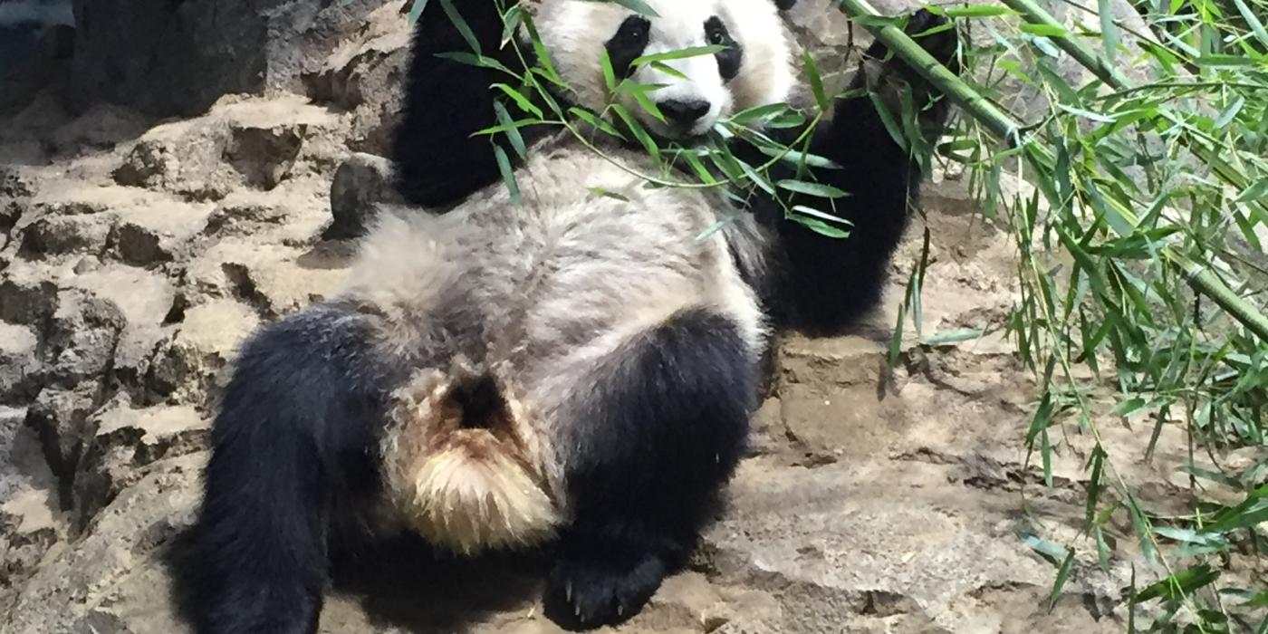 Giant panda Bei Bei rests and eats bamboo on a rock in his indoor habitat