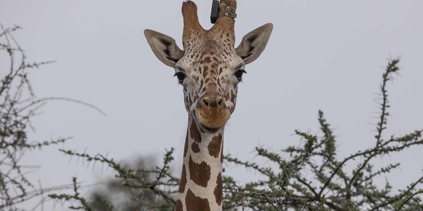 Giraffe with satelite tracking device.