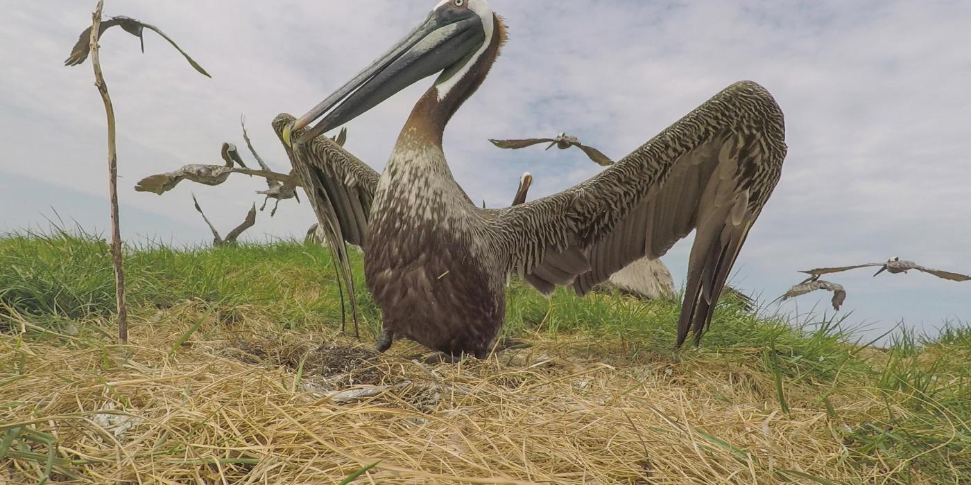 Brown Pelican