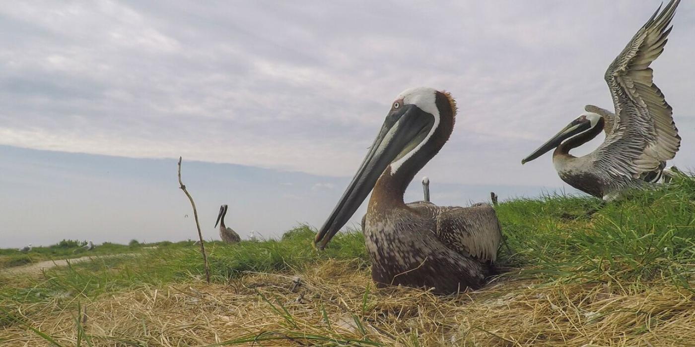 Two brown pelicans. One sits on a nest and the second spreads its wings.