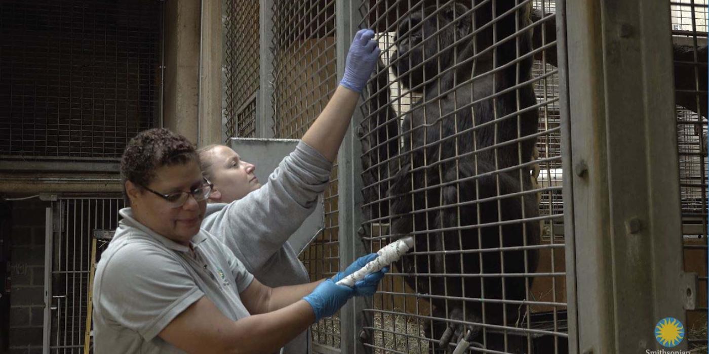 Animal keepers Melba Brown (foreground) and Amanda Bania (background) train western lowland gorilla Calaya for ultrasounds.