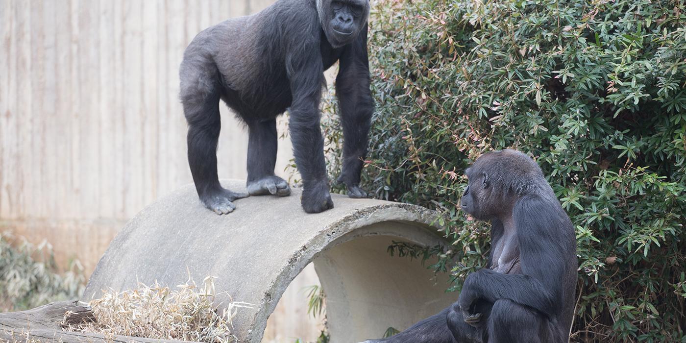 Western lowland gorillas Mandara and Calaya in their yard