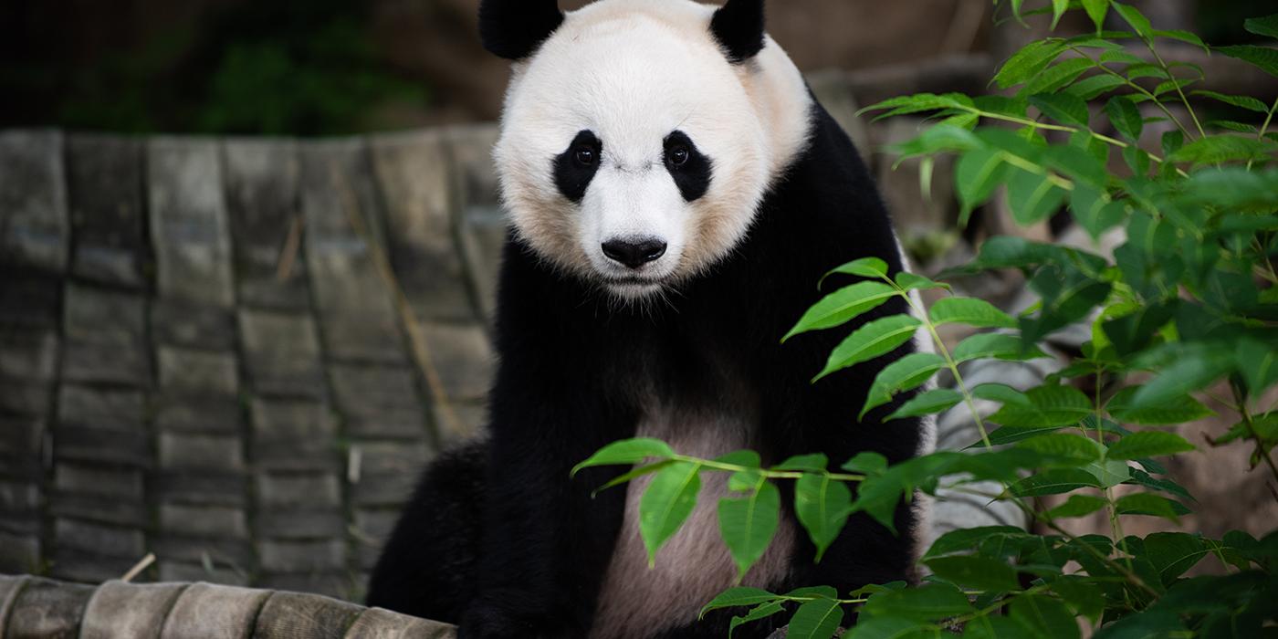Giant panda Bei Bei sitting in his outdoor hammock. 