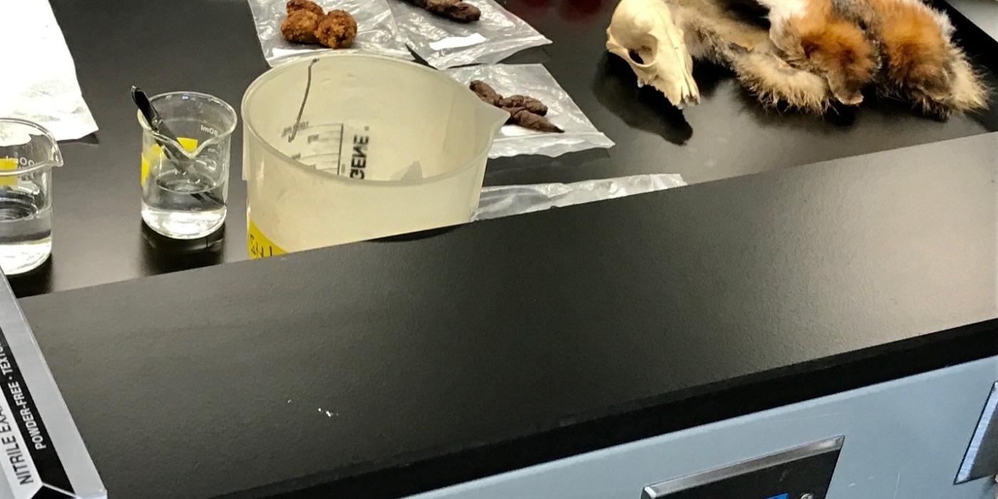 A lab table with some beakers of liquid and samples of hair, bones and fecal matter from various animals