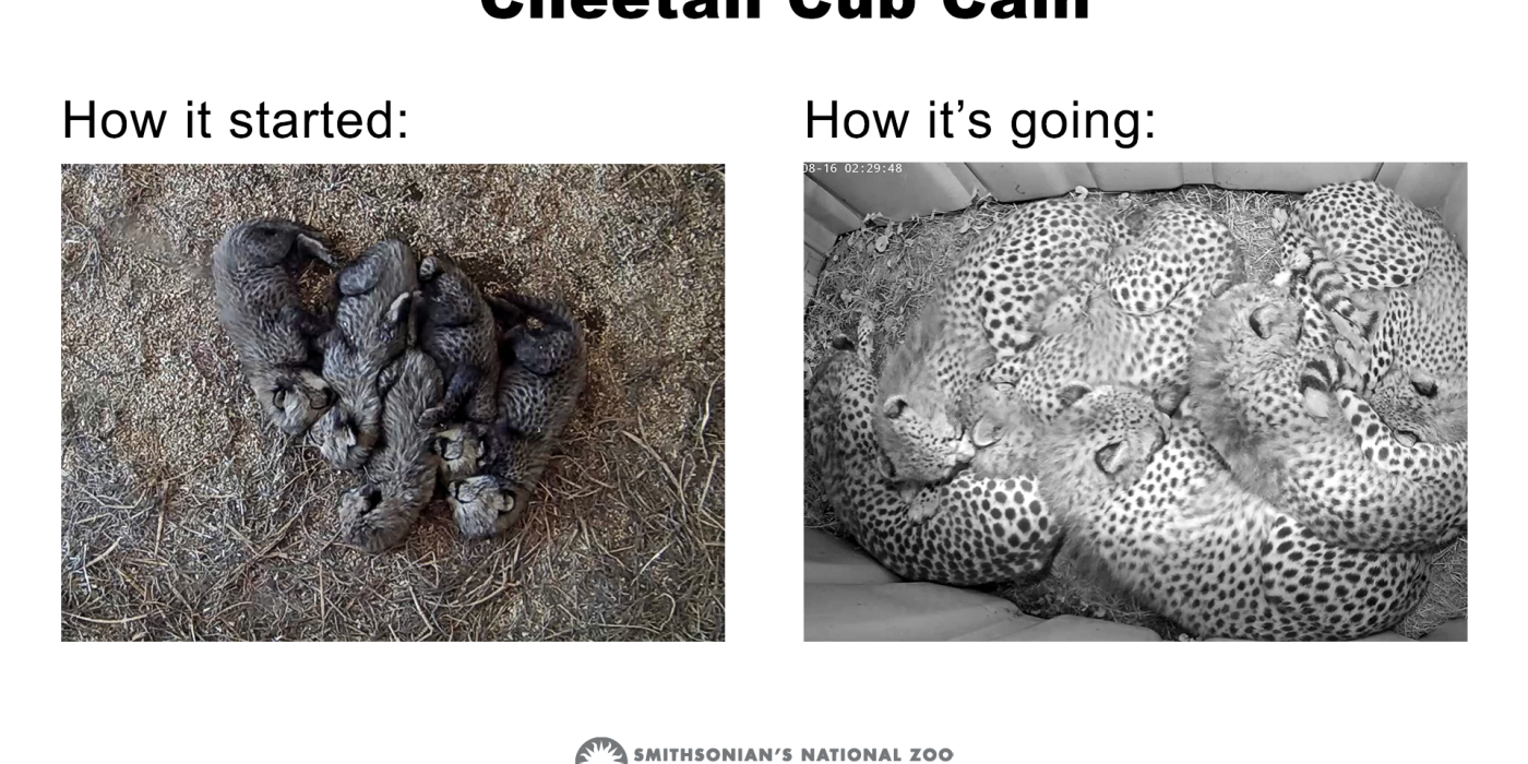 A cheetah cub cam version of the meme "how it started vs. how it's going" showing tiny cubs on hay and another image of much larger cubs snuggled together in the same space