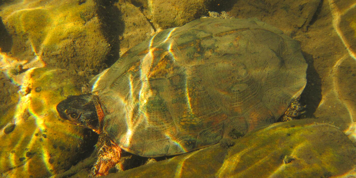 A wood turtle at the bottom of a stream, blending in with the surrounding rocks. 