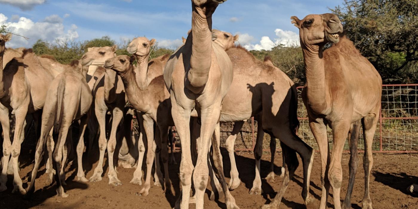 A group of camels stands together on soft dirt under a blue, cloudy sky in Kenya