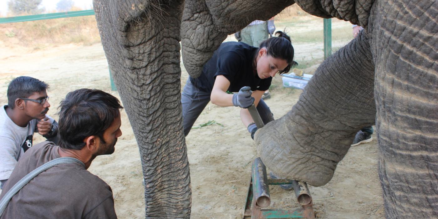 Wildlife SOS Pedicure