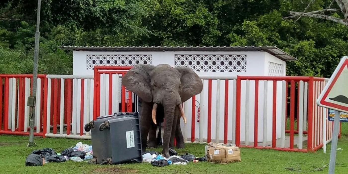 African Elephant in Gabon