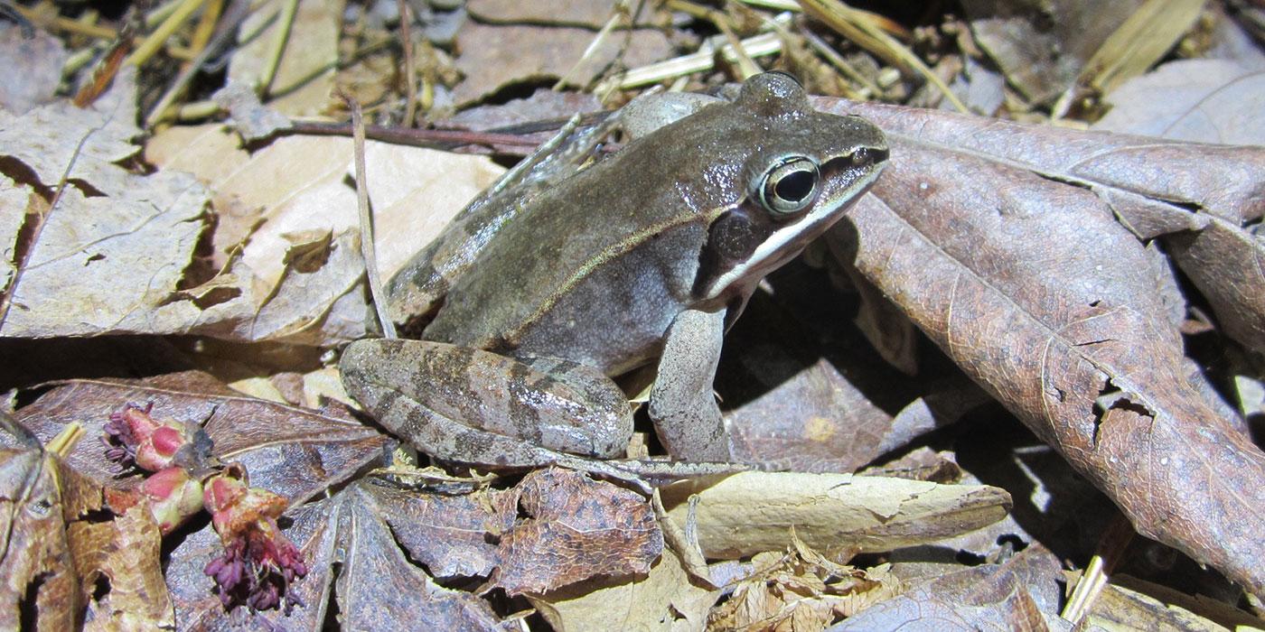 A small, green-brown frog, called a wood frog, with smooth skin, large eyes and stripes along its hind legs sits on the ground in a bed of fallen leaves