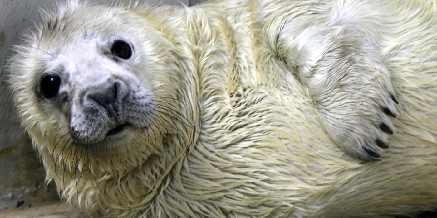 Gray Seal Pup